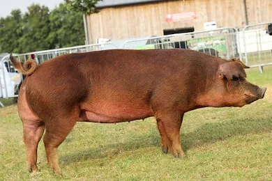 Strong Breeding Boar